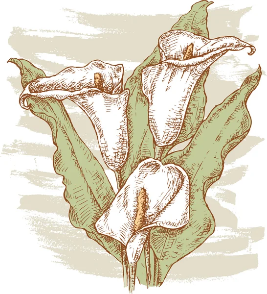 卡拉斯的花束 — 图库矢量图片