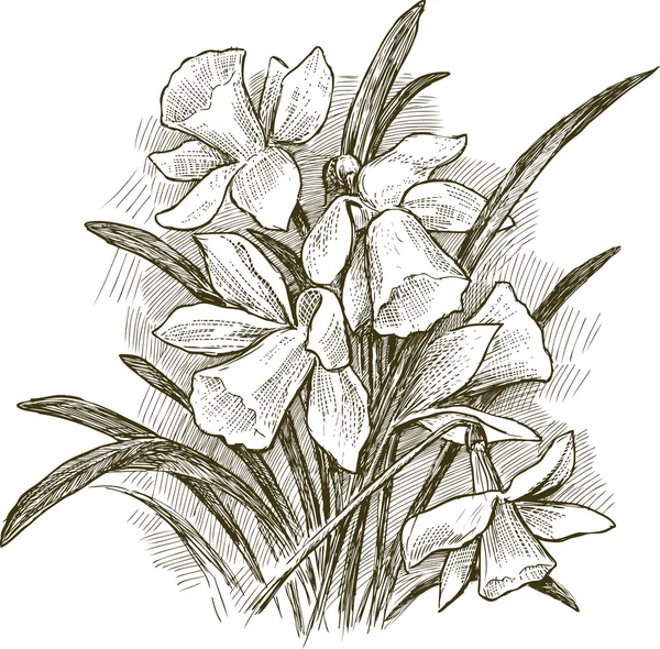 Bouquet de narcisse — Image vectorielle