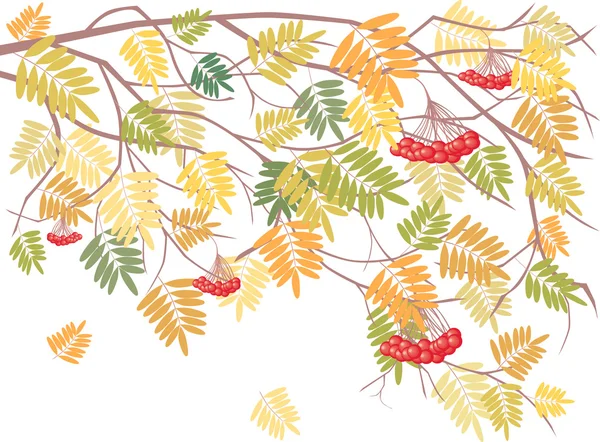 Branche d'un rowan — Image vectorielle