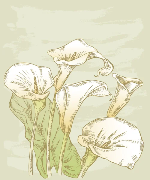 callas buket