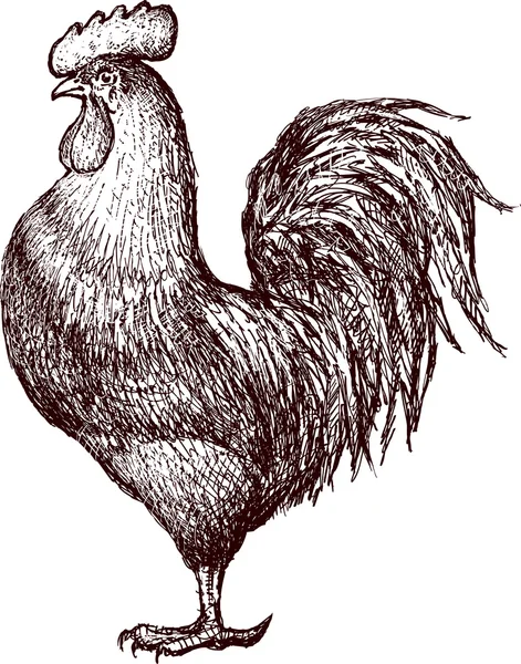 Hand drawn cock — Stock Vector