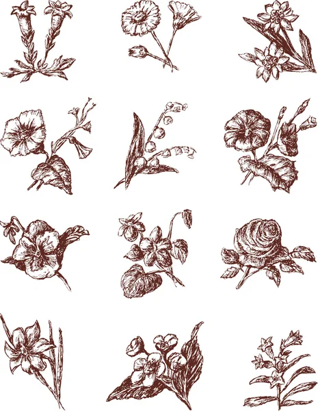 Flores dibujadas a mano — Archivo Imágenes Vectoriales