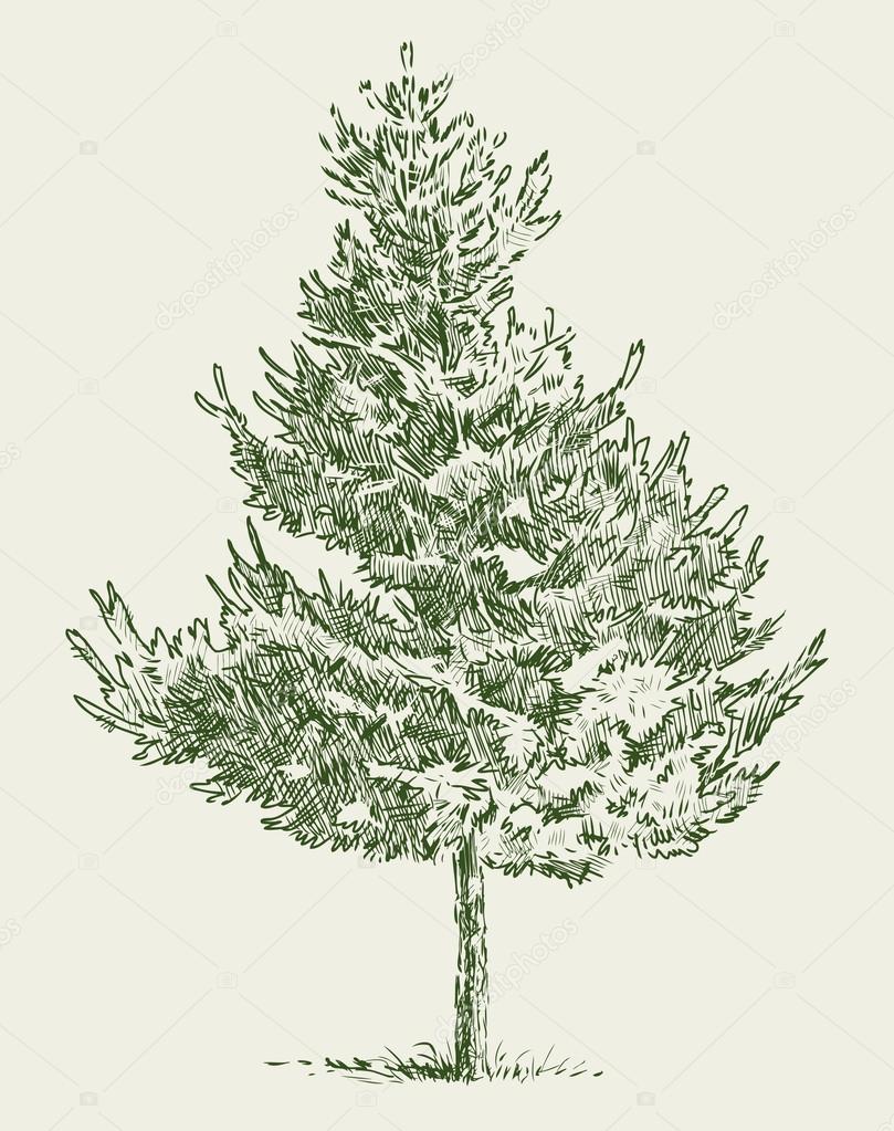 small fir tree