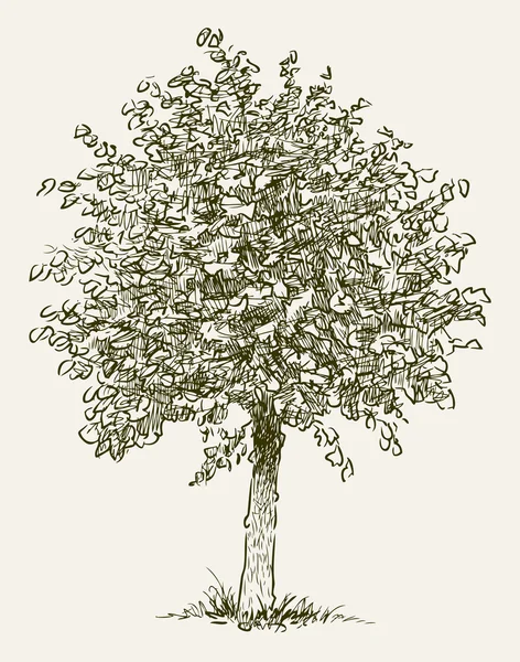 Croquis des arbres à feuilles caduques — Image vectorielle