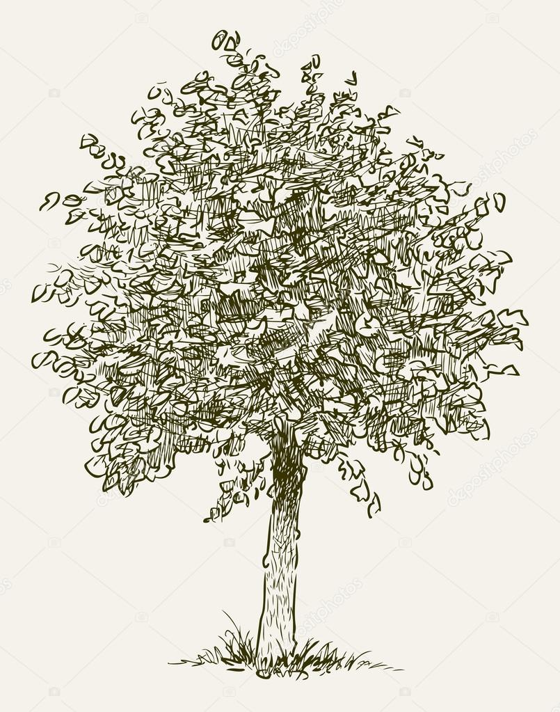 deciduous tree sketch