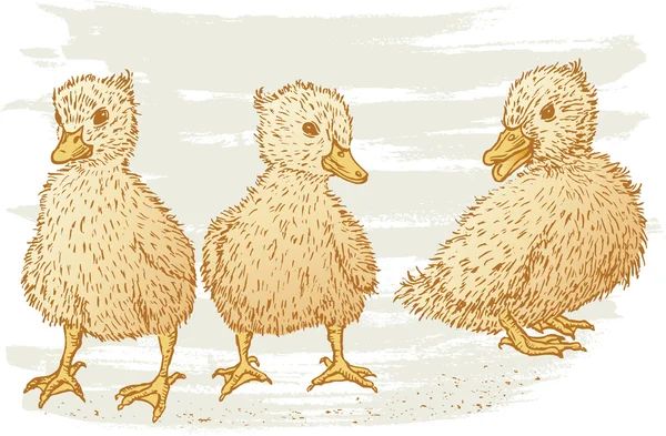 3 무성 한 ducklings — 스톡 벡터
