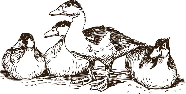 Troupeau de canards sauvages — Image vectorielle