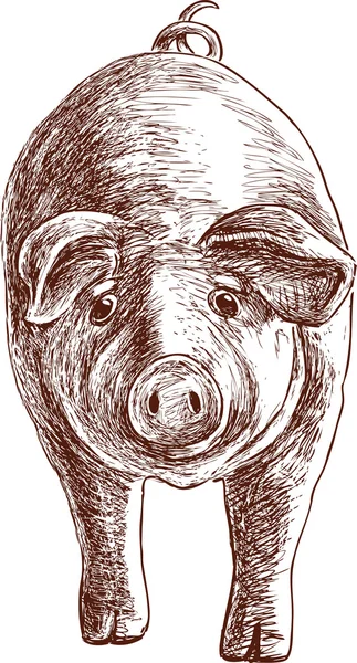 Eared pig sketch — Stock Vector