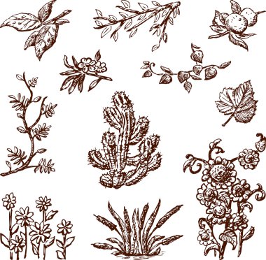 çiçek öğeleri kümesi