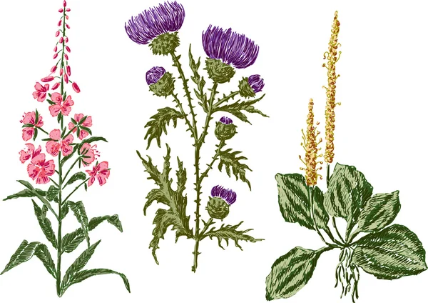 Campo flores bocetos — Archivo Imágenes Vectoriales