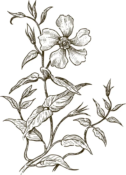 Fleurs dessinées à la main — Image vectorielle