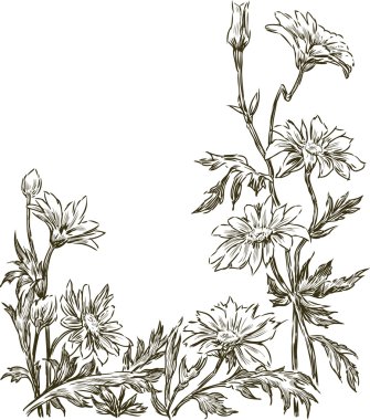 Bahçe chamomiles kroki