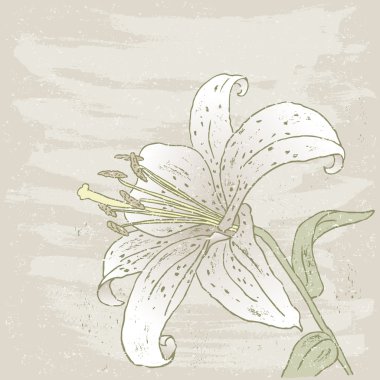 Bahçe lily çizilmiş