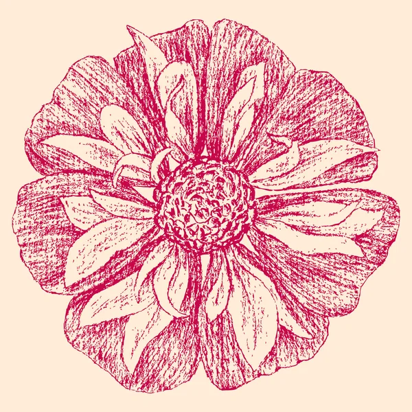Getekende tuin bloem — Stockvector