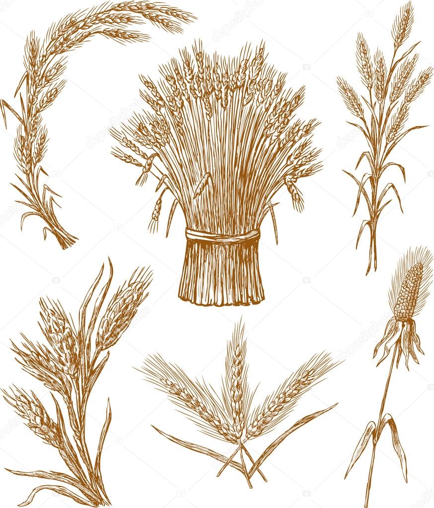 bunches of wheat