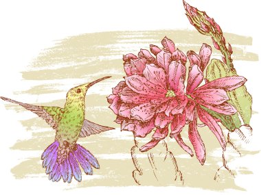 sinek kuşu ve çiçek