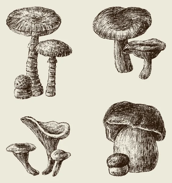 Cogumelos desenhados à mão — Vetor de Stock