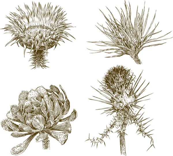 Croquis de plantes rustiques — Image vectorielle