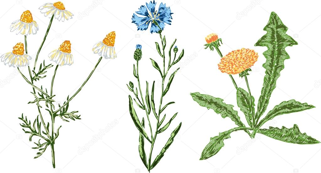 Ręcznie Rysowane Polne Kwiaty Grafika Wektorowa