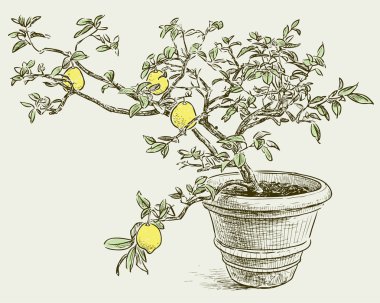 tencerede limon ağacı