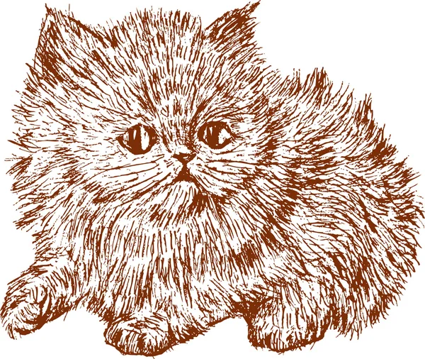 Pequeño gatito esponjoso — Vector de stock