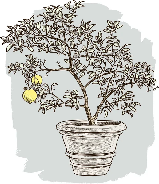 Albero di limone nel vaso di fiori — Vettoriale Stock