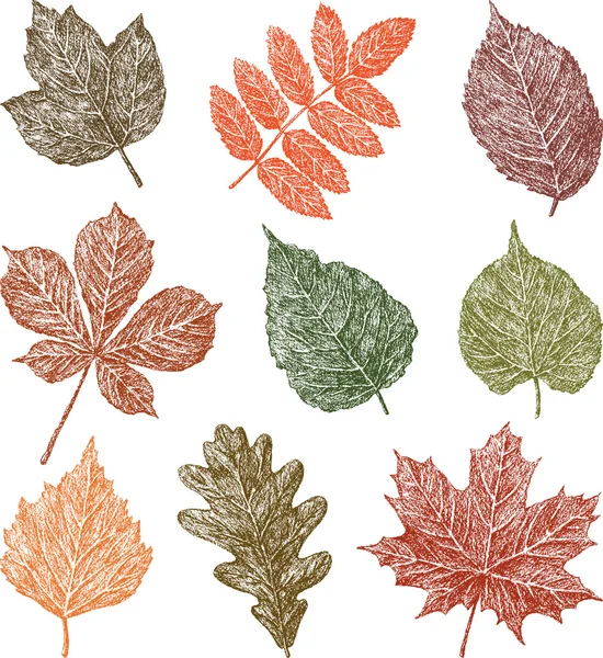 Jeu de feuilles — Image vectorielle