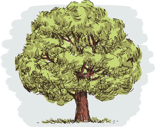 绘制茂盛的树 — 图库矢量图片
