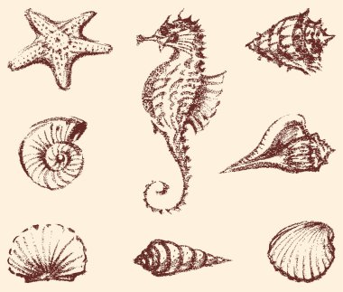 Deniz yaşamı çizimler