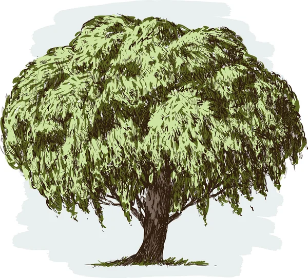 Viejo árbol exuberante — Vector de stock