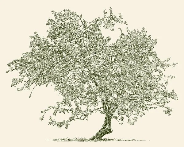 Manzano viejo — Vector de stock