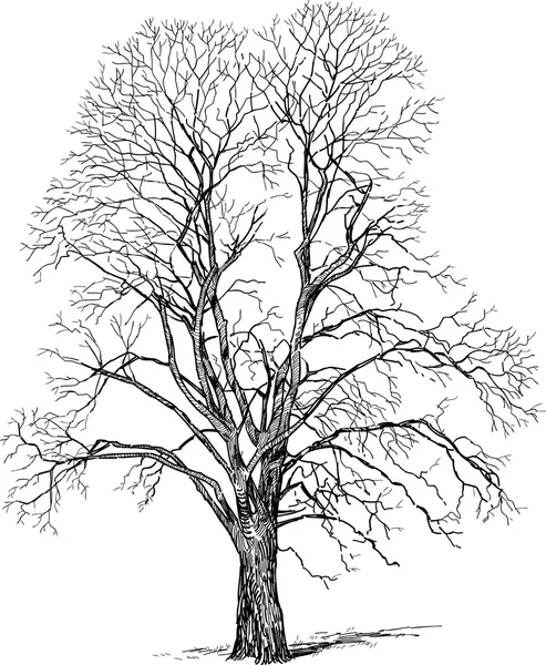 Árbol en el invierno — Vector de stock