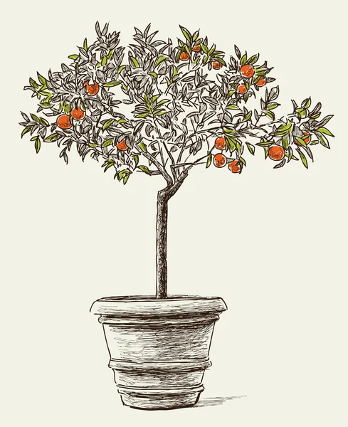 Orangenbaum im Topf — Stockvektor