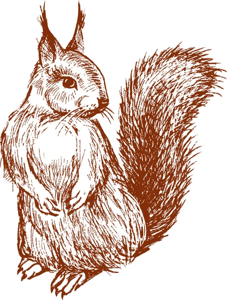 Schets van een eekhoorn — Stockvector