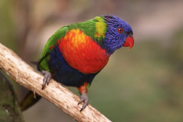 Schöne kleine Lory — Stockfoto