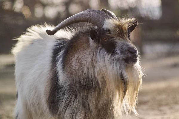 Goat with backlight — Stock Photo, Image