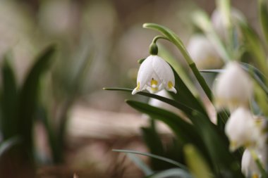 kar tanesi Çiçek Bahçe