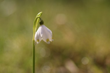 kar tanesi Çiçek Bahçe