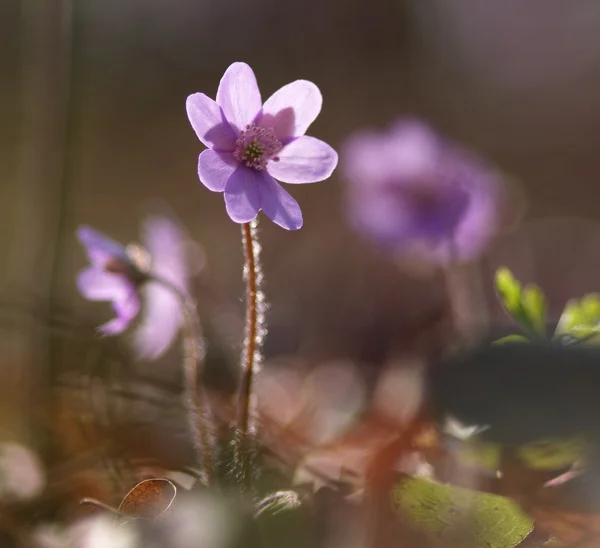 Hepatica nobilis — Stockfoto