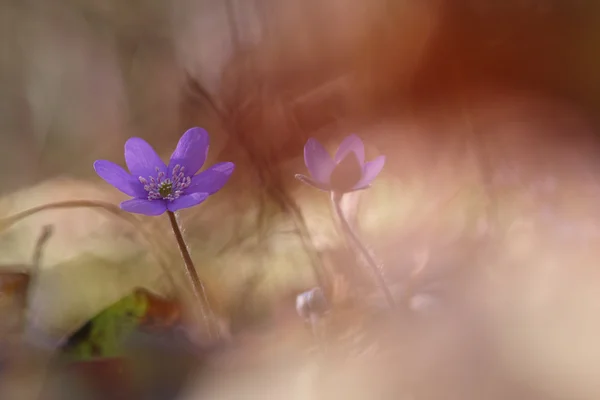 Flor de Hepatica nobilis — Fotografia de Stock