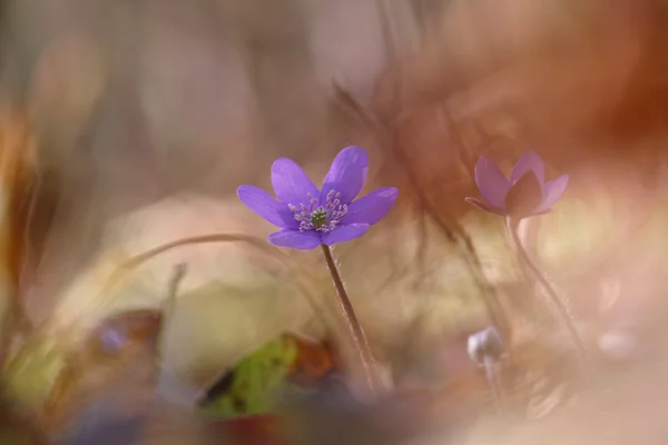 Hepatica nobilis flower — Stock Photo, Image