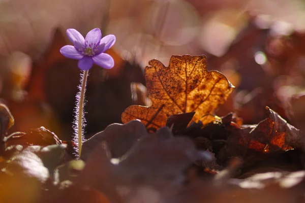 Flor de Hepatica nobilis — Fotografia de Stock