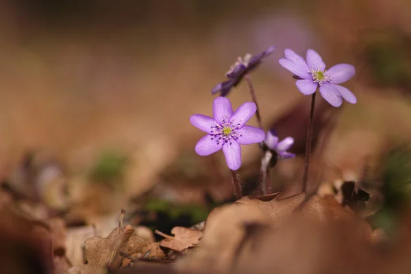 Hepatica nobilis flower — Stockfoto