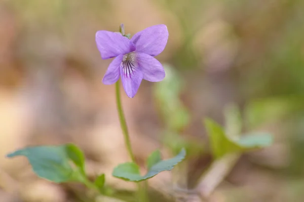 Violettes fleurs printemps — Photo