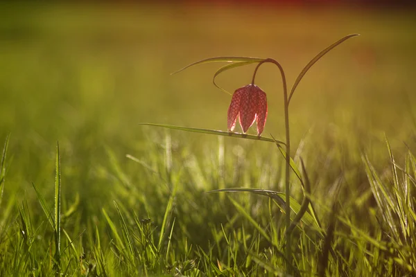 Geruite lily in het voorjaar — Stockfoto