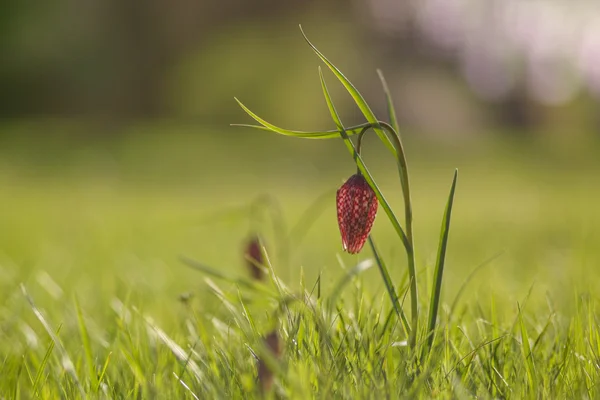 Lys à carreaux au printemps — Photo