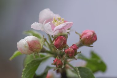 Bahar çiçekleri elma