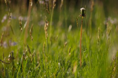 Çayırda karahindiba