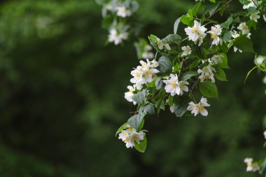 güzel çiçekler elma