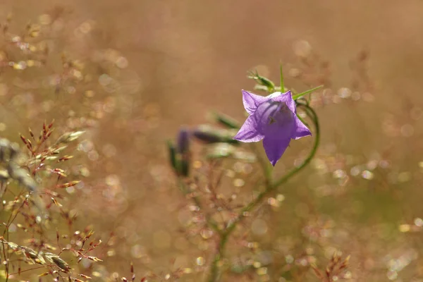 Fleurs de bluebells tendres — Photo